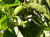Kakiboom diospyros kaki 'pendula', fruitstruik, , 150-200 cm hoog - afbeelding 2 van  3
