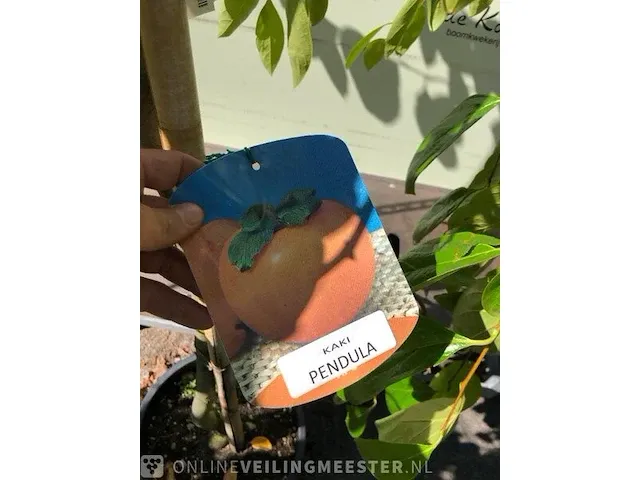 Kakiboom diospyros kaki 'pendula', fruitstruik, , 150-200 cm hoog - afbeelding 3 van  3