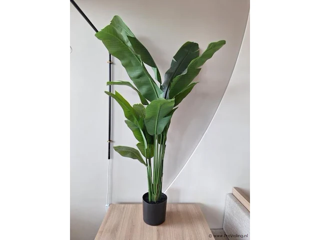 Kamerplant - 170cm (h) - afbeelding 1 van  3