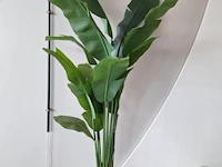 Kamerplant - 170cm (h) - afbeelding 1 van  3