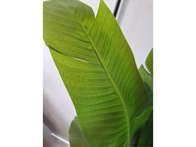 Kamerplant - 170cm (h) - afbeelding 2 van  3
