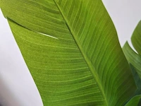 Kamerplant - 170cm (h) - afbeelding 2 van  3