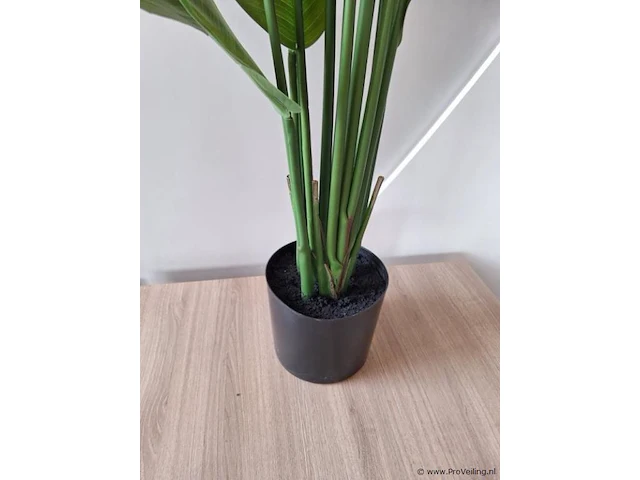 Kamerplant - 170cm (h) - afbeelding 3 van  3