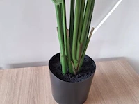 Kamerplant - 170cm (h) - afbeelding 3 van  3