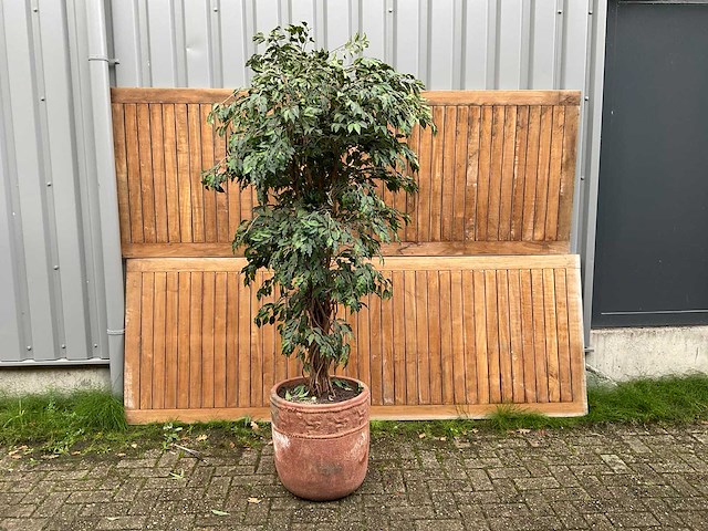 Kamerplant kunst ficus - afbeelding 1 van  3