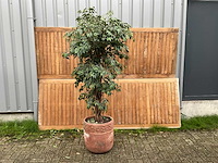 Kamerplant kunst ficus - afbeelding 1 van  3
