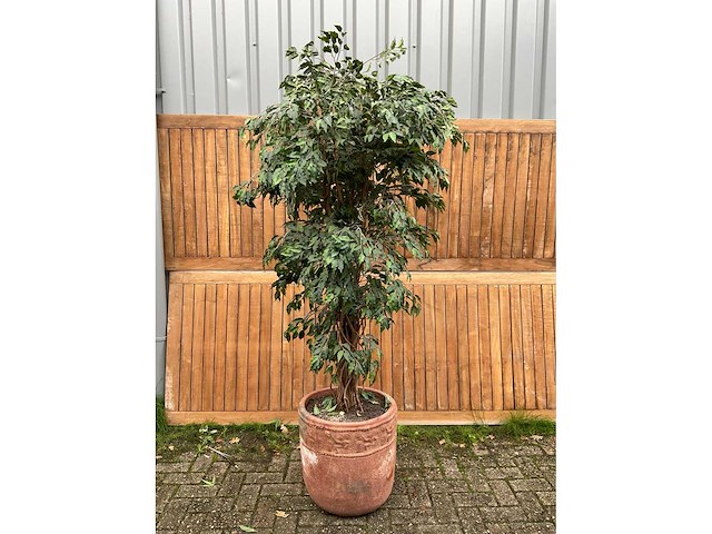 Kamerplant kunst ficus - afbeelding 2 van  3