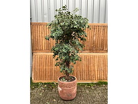Kamerplant kunst ficus - afbeelding 2 van  3