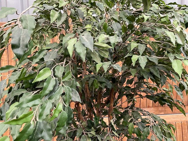Kamerplant kunst ficus - afbeelding 3 van  3