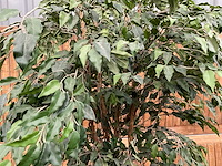 Kamerplant kunst ficus - afbeelding 3 van  3