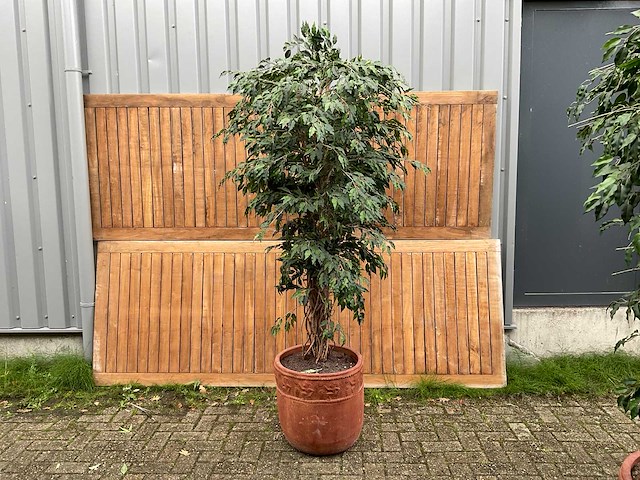 Kamerplant kunst ficus - afbeelding 1 van  3
