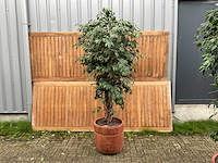 Kamerplant kunst ficus - afbeelding 1 van  3