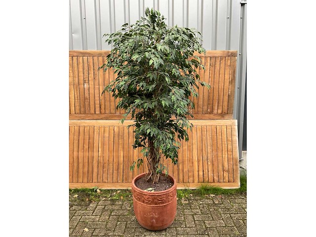 Kamerplant kunst ficus - afbeelding 2 van  3