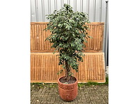 Kamerplant kunst ficus - afbeelding 2 van  3