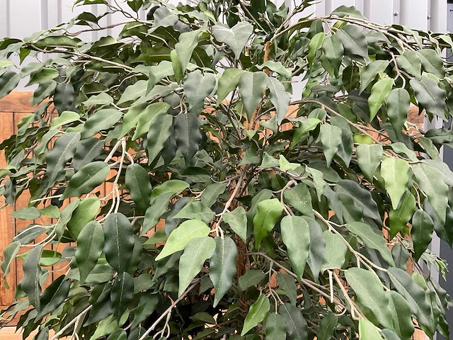 Kamerplant kunst ficus - afbeelding 3 van  3
