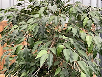 Kamerplant kunst ficus - afbeelding 3 van  3