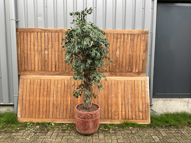 Kamerplant kunst ficus - afbeelding 1 van  3