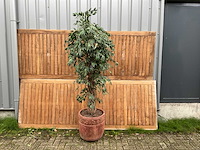 Kamerplant kunst ficus - afbeelding 1 van  3
