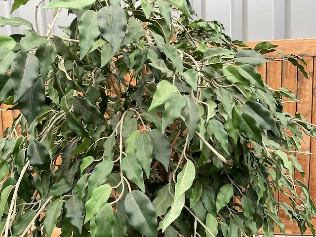 Kamerplant kunst ficus - afbeelding 3 van  3
