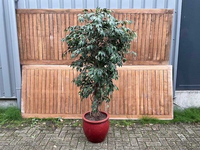 Kamerplant kunst ficus - afbeelding 1 van  3