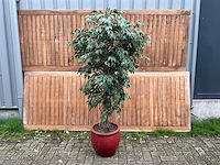 Kamerplant kunst ficus - afbeelding 1 van  3
