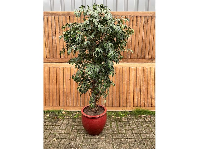 Kamerplant kunst ficus - afbeelding 2 van  3