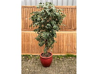 Kamerplant kunst ficus - afbeelding 2 van  3