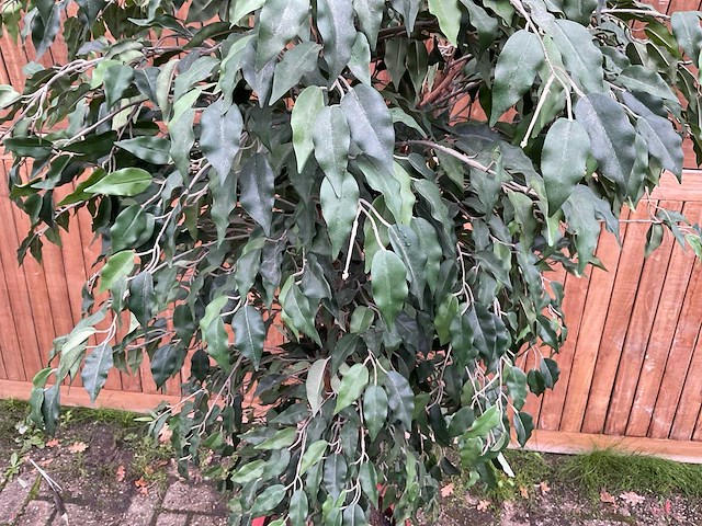 Kamerplant kunst ficus - afbeelding 3 van  3