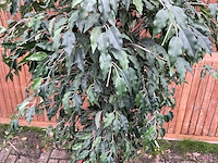 Kamerplant kunst ficus - afbeelding 3 van  3