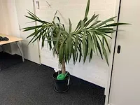 Kamerplant yucca - afbeelding 2 van  5