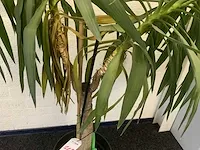 Kamerplant yucca - afbeelding 4 van  5