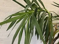 Kamerplant yucca - afbeelding 5 van  5