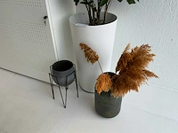 Kamerplanten - afbeelding 2 van  7