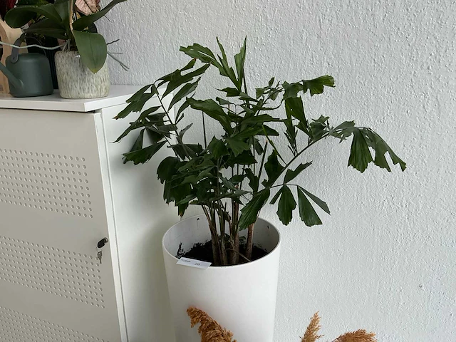 Kamerplanten - afbeelding 3 van  7