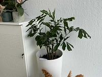 Kamerplanten - afbeelding 3 van  7