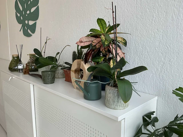 Kamerplanten - afbeelding 4 van  7