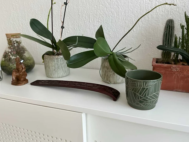 Kamerplanten - afbeelding 6 van  7