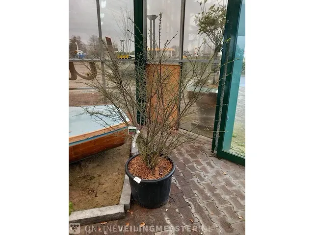 Kardinaalmuts euonynus alatus - afbeelding 1 van  8