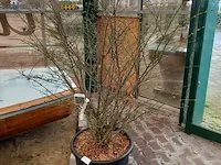 Kardinaalmuts euonynus alatus - afbeelding 1 van  8