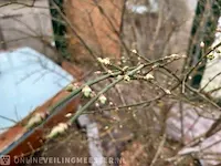 Kardinaalmuts euonynus alatus - afbeelding 5 van  8