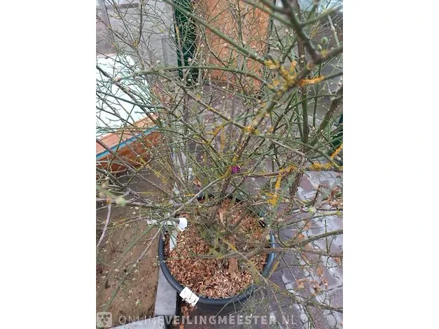 Kardinaalmuts euonynus alatus - afbeelding 6 van  8