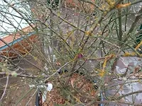 Kardinaalmuts euonynus alatus - afbeelding 6 van  8