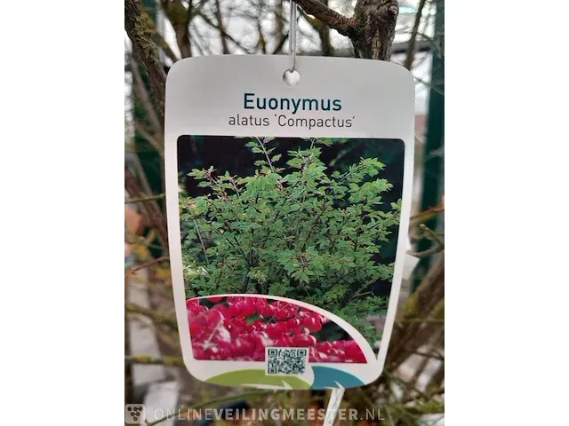 Kardinaalmuts euonynus alatus - afbeelding 7 van  8