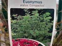 Kardinaalmuts euonynus alatus - afbeelding 7 van  8