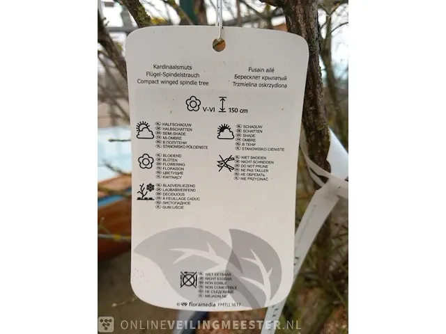 Kardinaalmuts euonynus alatus - afbeelding 8 van  8