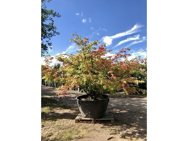 Kardinaalshoed euonymus 'compactus', solitair, rode herfstkleur, ca. 200 cm - afbeelding 1 van  2