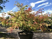 Kardinaalshoed euonymus 'compactus', solitair, rode herfstkleur, ca. 200 cm - afbeelding 1 van  2