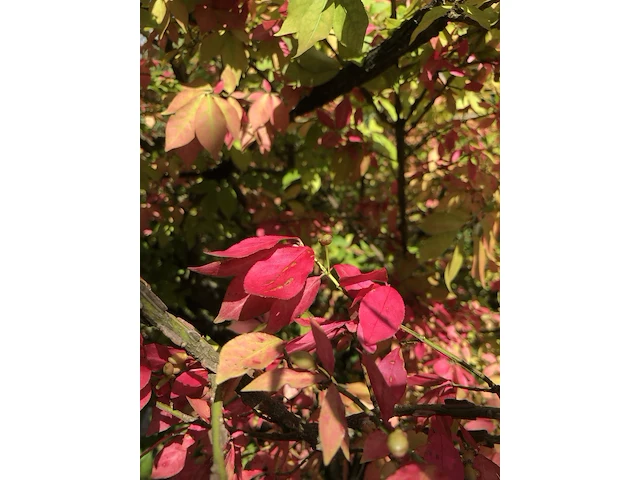 Kardinaalshoed euonymus 'compactus', solitair, rode herfstkleur, ca. 200 cm - afbeelding 2 van  2