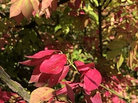 Kardinaalshoed euonymus 'compactus', solitair, rode herfstkleur, ca. 200 cm - afbeelding 2 van  2