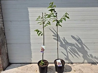 Kastanjeboom - fruit tree - castanea sativa - hoogte ca. 170cm - afbeelding 1 van  2
